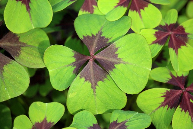 clover