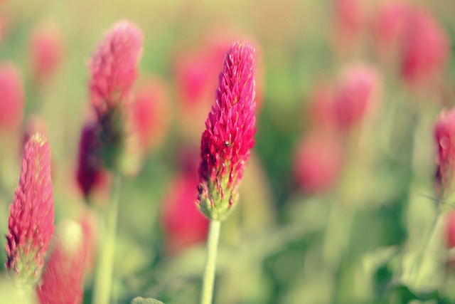 clover